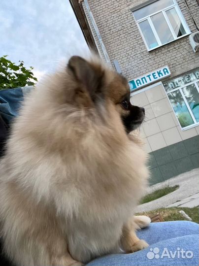 Малый немецкий Шпиц- вязка (девочка)