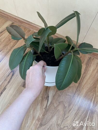 Фикус каучуковый