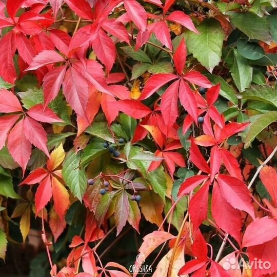 Декоративный виноград