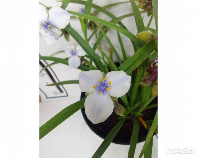 Традесканция Андерсона Osprey