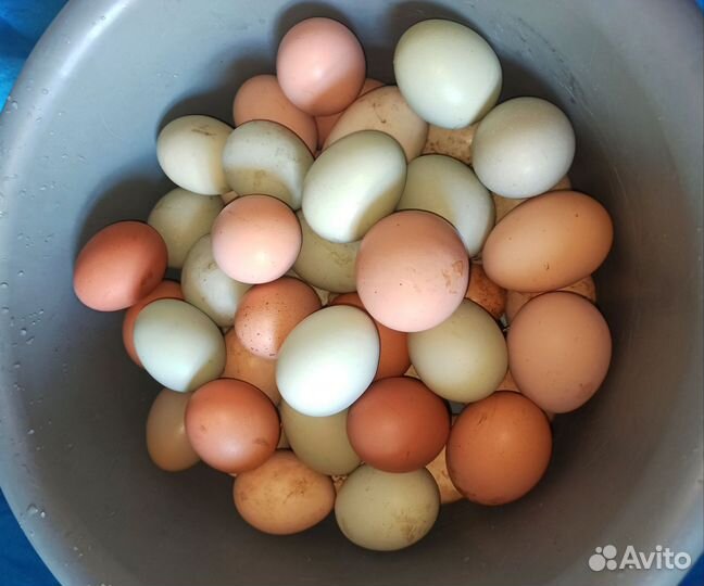 Домашние куриные яйца