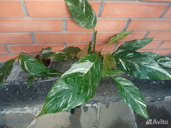 Спатифиллум