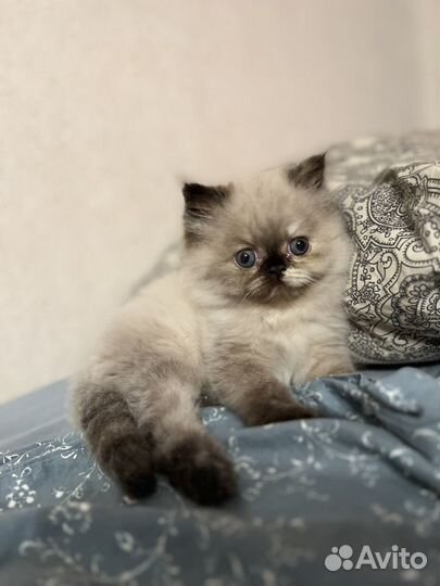 Персидская гималайская кошечка