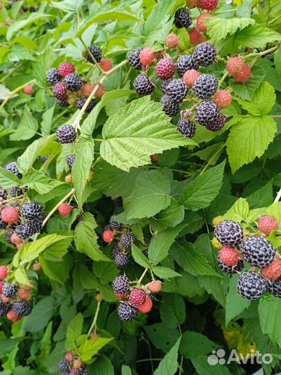 Саженцы малины Кумберленд