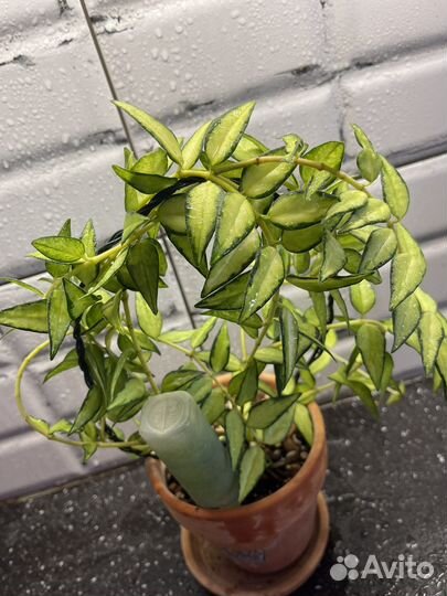 Хойя белла вариегатная