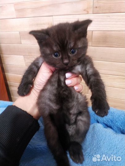 Котенок девочка месяц с хвостиком