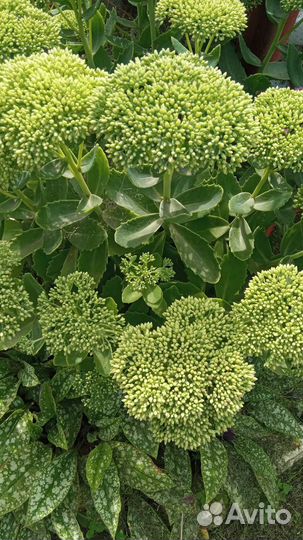 Садовые цветы