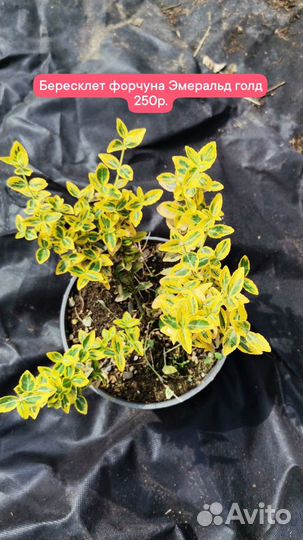 Декоративные, хвойные растения