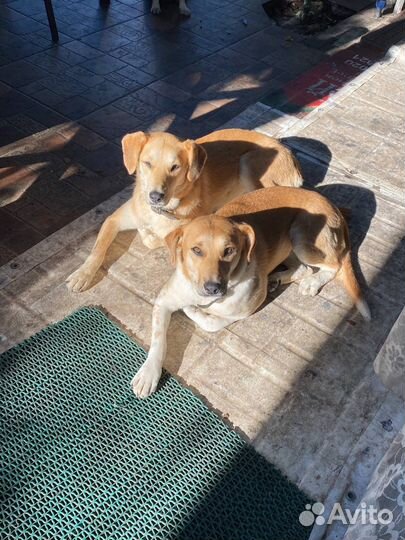 Помогите найти собаку