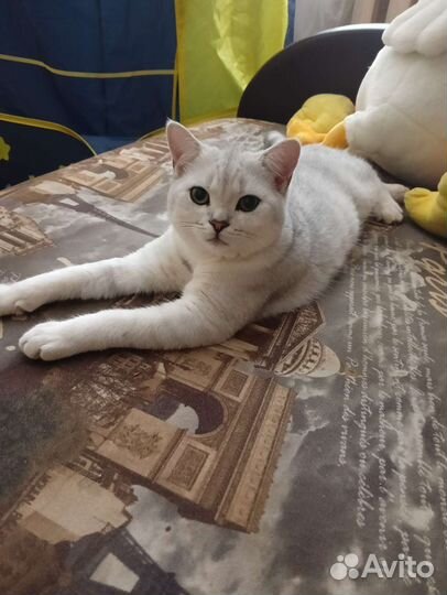 Шотландский кот