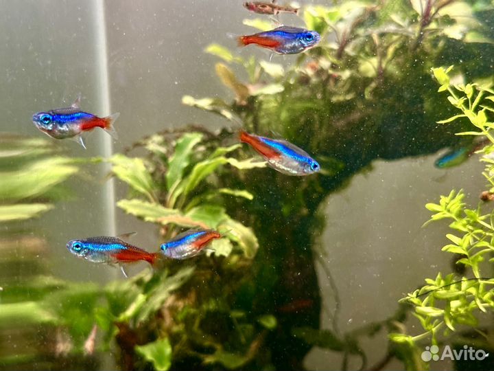 Аквариумные рыбки, номерные сомы, L-046