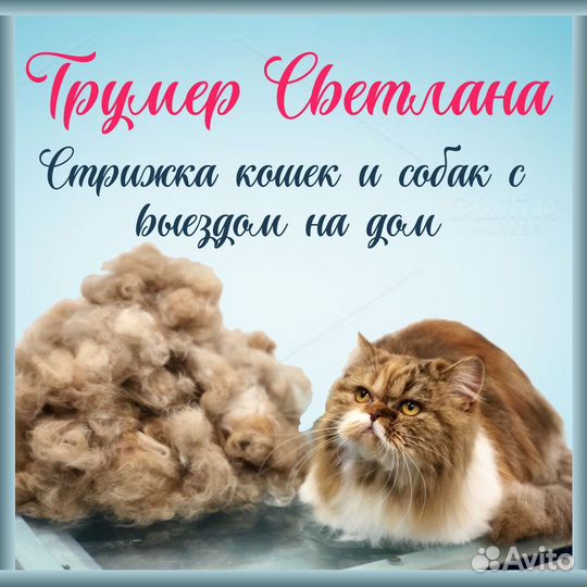 Стрижка кошек и собак с выездом на дом