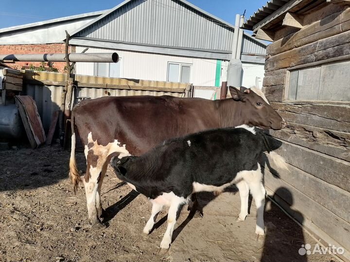 Продаются коровы с телятами