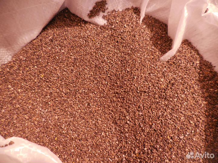 Семена синяка