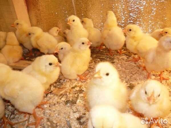 Цыплята бройлера Росс 308 Венгрия
