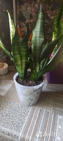 Сансевиерия