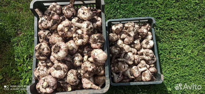 Продаю крупный чеснок 400кг (оптом)