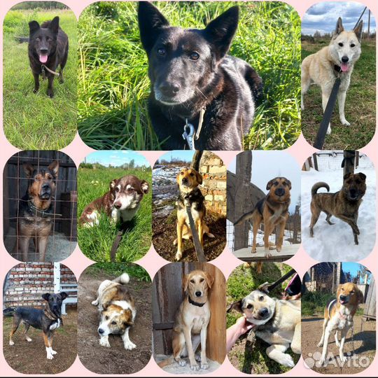 Приют. Ждём хозяев