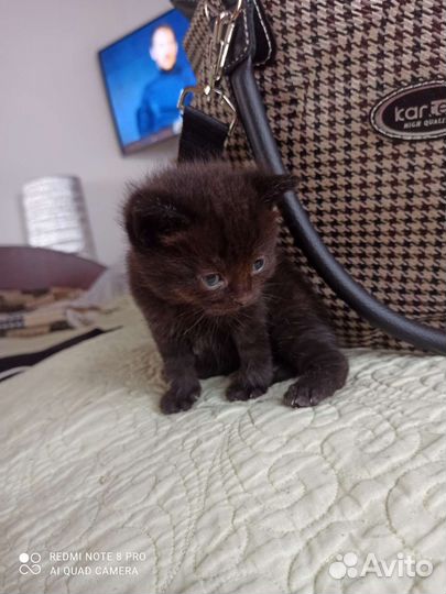 Котики бесплатно