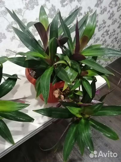 Рео огромный