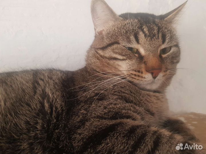 Прекрасный котик в поисках дома