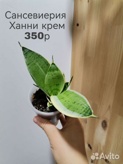 Суккуленты