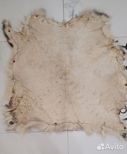 Шкурка животного