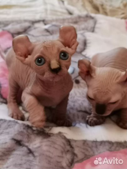 Бамбино Двельфы