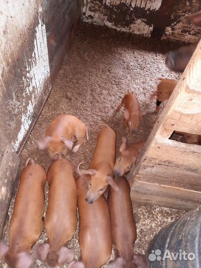 Мясо свинина домашняя