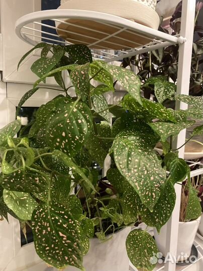 Комнатные растения (срезы)