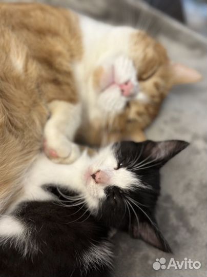 Котенок
