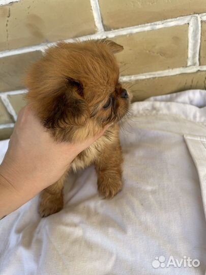 Малыши ждут любящие семьи