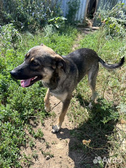Собаке нужна помозь и дом, ласковый кобель 1 год