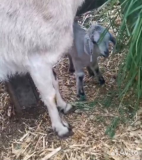 Коза нубийская