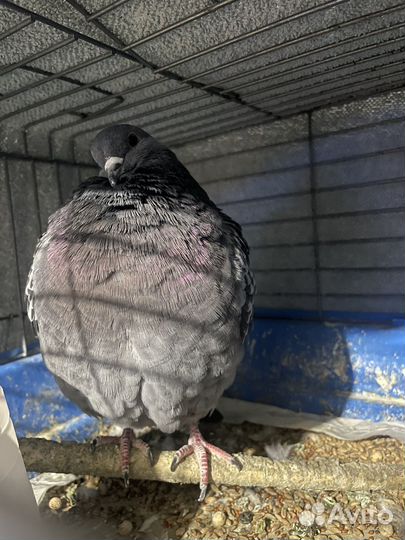 Отдам голубей