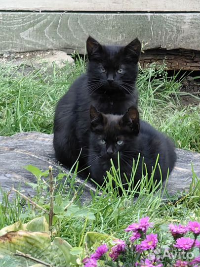 Котята бесплатно