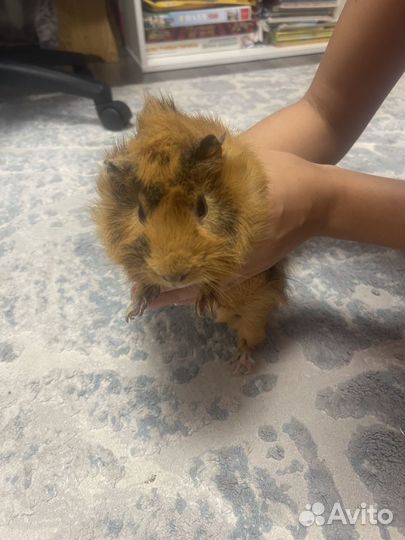 Морские свинки