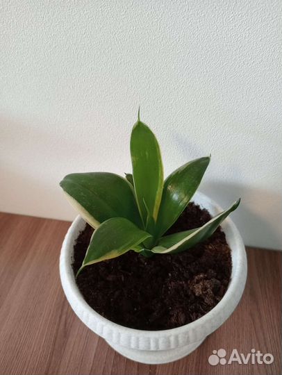 Сансевиерии разные