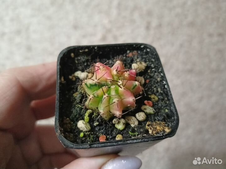 Кактус