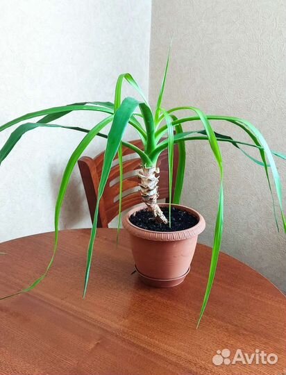 Драцена Драконово дерево