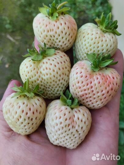 Клубника Бьянка Фрагола