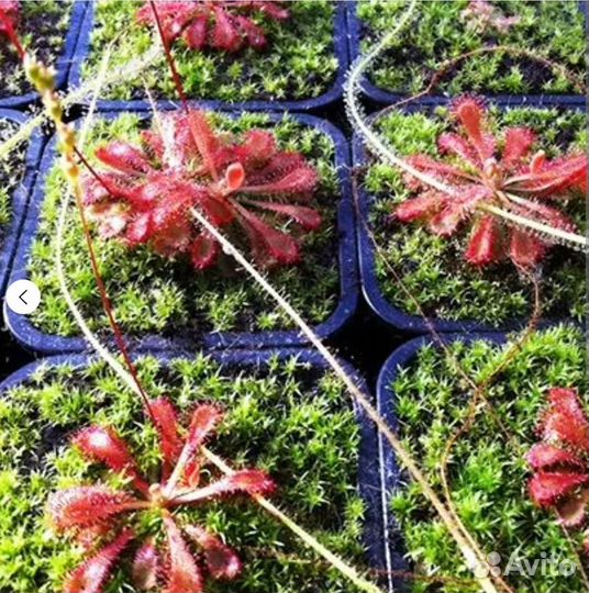 Росянка Spatulata var lovely, Семена 15-20 шт