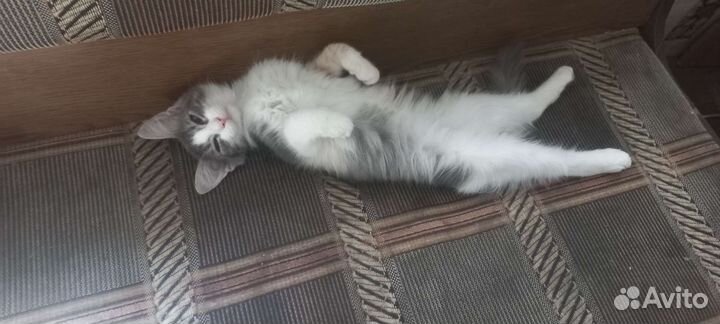 Котята в добрые руки бесплатно коты