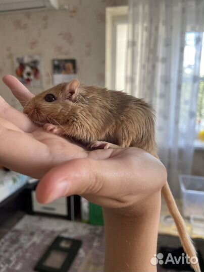 Монгольская песчанка