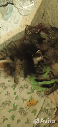 Котята