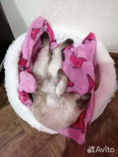 Лежанка для кошек бу