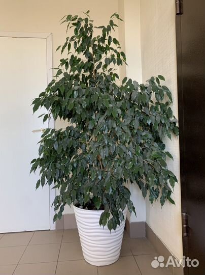 Фикус Бенджамина большой