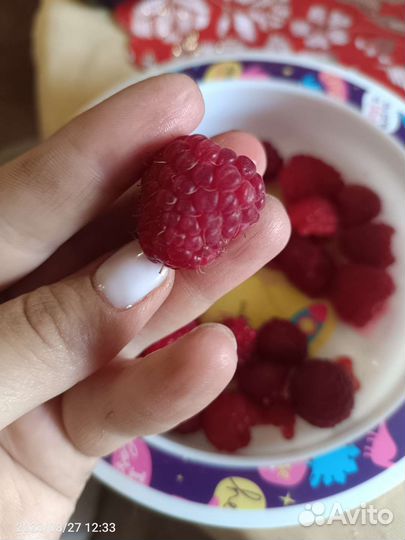 Ремонтантная малина