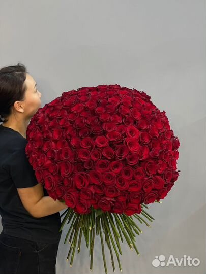 Красные розы 175 шт