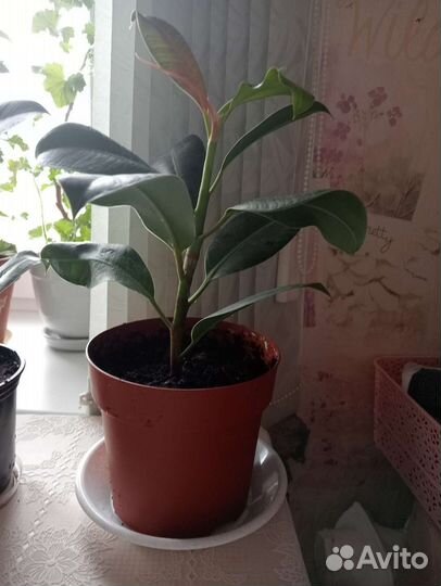 Фикус Эластика Мелани